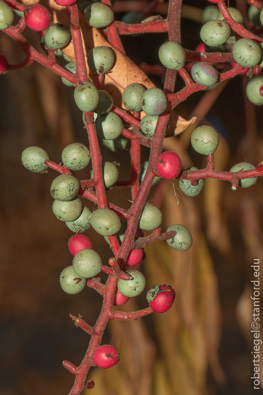 berries